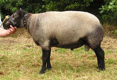 Ram 26053-0037