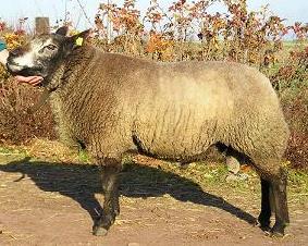 Ram 26045-0066