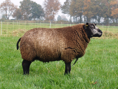 Ram 0756-2224
