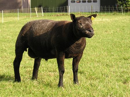 Ram 0799-0767