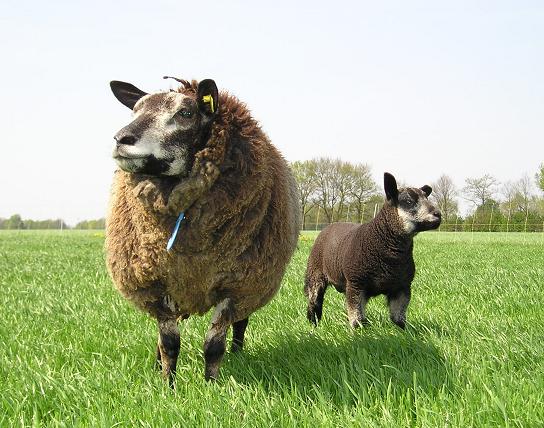 The 1-year ewe 26045-1675 with her ramlamb