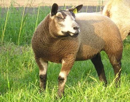 Ooilam 26045-1855