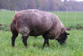 Ooi 8476-0334, Algemeen Voorkomen 88, Sterooi 3