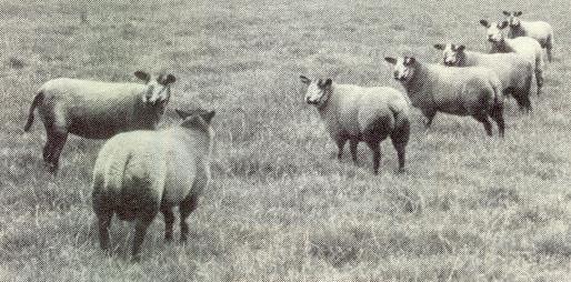 De eerste Blauwe Texelaars