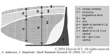 Schematische afbeelding van scanplaats